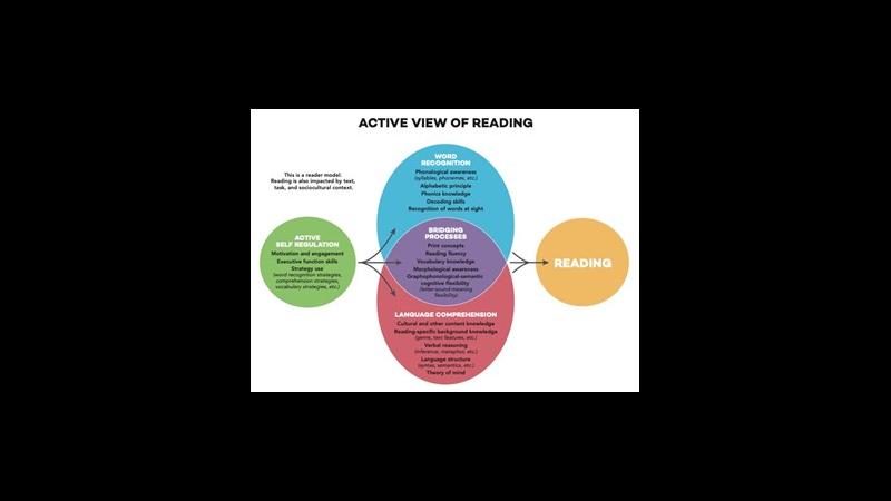A model of the Active View of reading. A Venn Diagram with three circles. The top circle is labelled-Word Recognition (this includes; phonological awareness, alphabetic principle, phonic knowledge, decoding skills and recognition of words at sight). The lower circle is labelled-Language Comprehension- (cultural and other content knowledge, reading specific background knowledge, verbal reasoning, language structure, theory of mind) The third central portion is labelled -the Bridging Process (print concept, r
